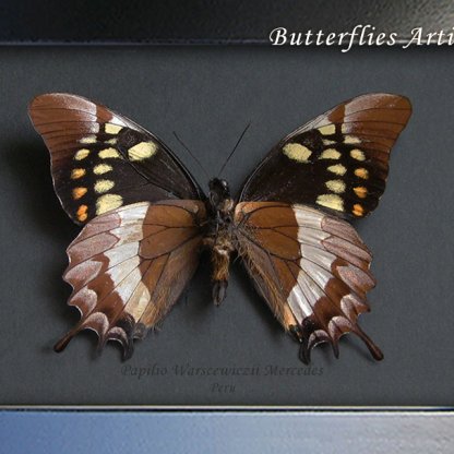 Very Bizarrely Butterfly RARE Papilio Warscewiczii Framed Entomology Shadowbox