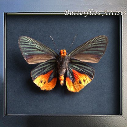 Flame Tip Skipper Choaspes illuensis Very Rare Butterfly Framed Entomology Shadowbox