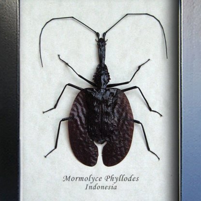 Violin Beetle Mormolyce Phyllodes Real Framed Entomology Collectible Shadowbox