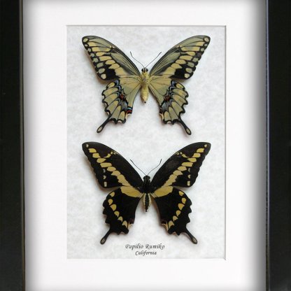 Western Swallowtail Butterflies Papilio Cresphontes Rumiko Entomology Shadowbox
