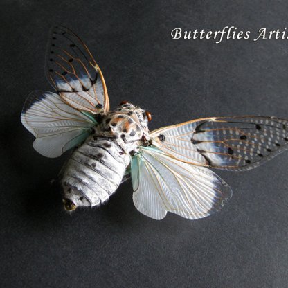 White Ghost Cicada Ayuthia Spectabilis Taxidermy Framed Entomology Shadowbox