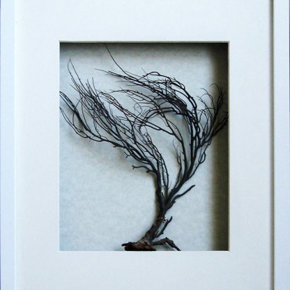 Winter Tree Real Marine Animal Black Sea Fan  Artwork Framed In White Shadowbox