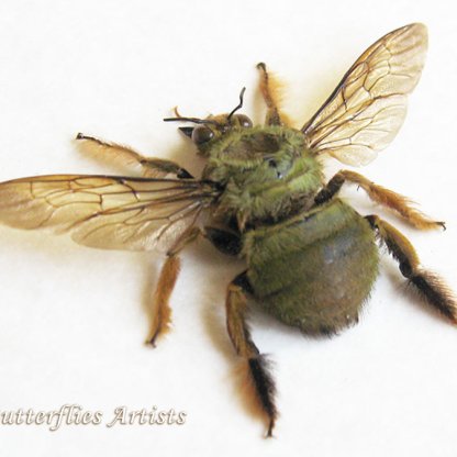 Xylocopa Aestuans XL Rare Real Green Carpenter Bee Framed Entomology Shadowbox