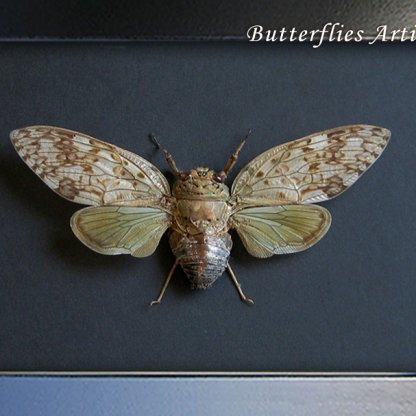 Yanga Grandidieri Madagascan Endemic Cicada Framed Entomology Collectible Shadowbox