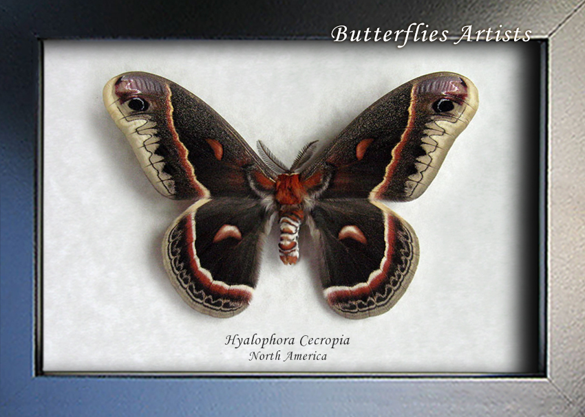 Customer photo of Cecropia Moth